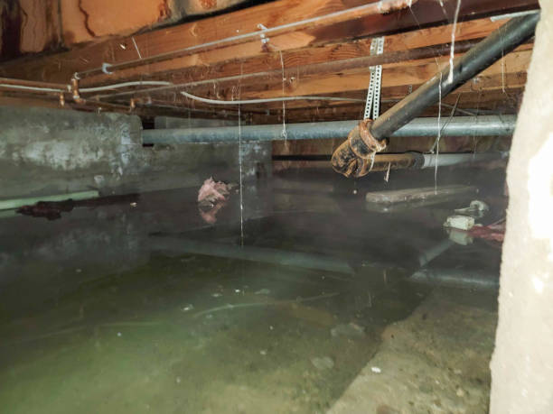 Best Mold removal after water damage  in Vcennes, IN